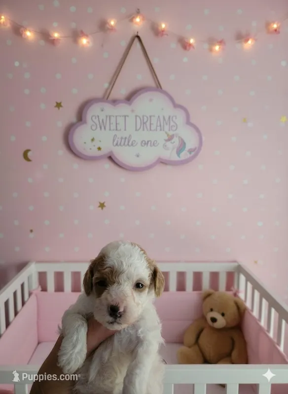 Dottie – Poodle - Toy  puppy for sale in Valparaiso, IN