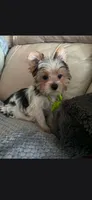 Max, a male Yorkshire Terrier for sale in Valparaiso, IN – 2 of 2