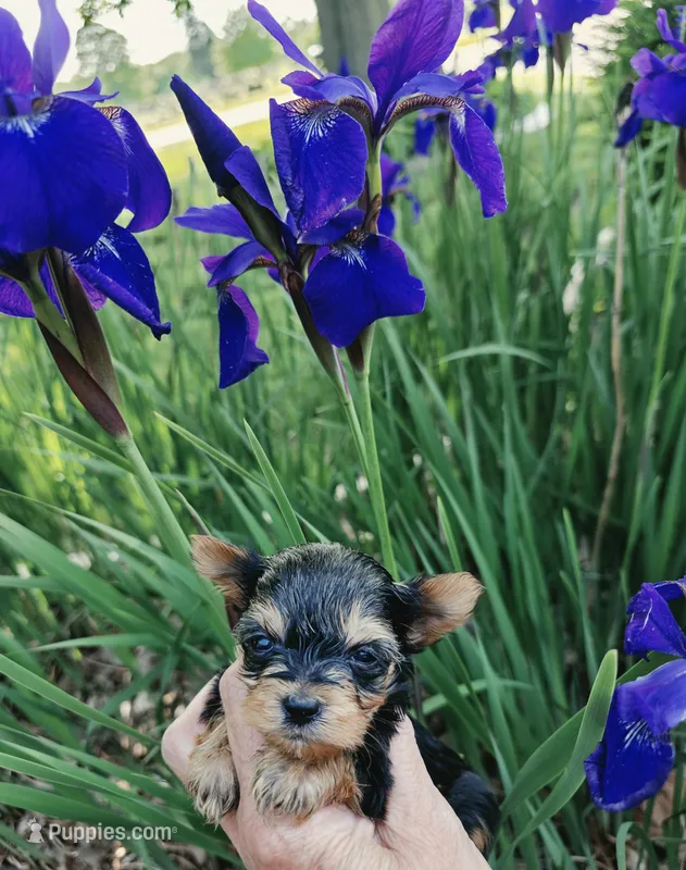 AKC BEAR  – Yorkshire Terrier puppy for sale in Valparaiso, IN
