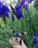 AKC BEAR (Teacup), a male Yorkshire Terrier for sale in Valparaiso, IN – 2 of 9