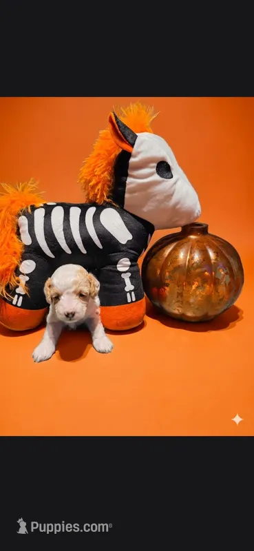  ZERO (Tiny) – Poodle - Toy  puppy for sale in Valparaiso, IN