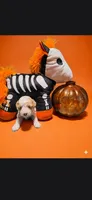  ZERO (Tiny), a male Poodle - Toy  for sale in Valparaiso, IN – 1 of 5