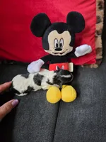 AKC Mickey, a male Poodle - Toy  for sale in Valparaiso, IN – 4 of 6