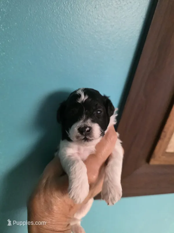 AKC JACK – Poodle - Toy  puppy for sale in Valparaiso, IN