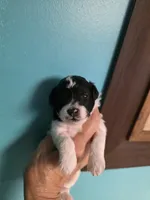 AKC JACK, a male Poodle - Toy  for sale in Valparaiso, IN – 1 of 4