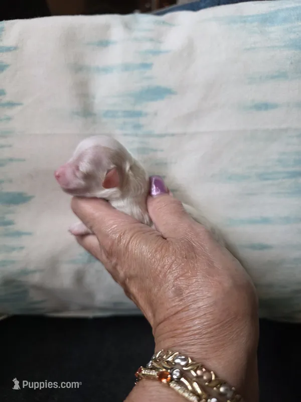 AKC TINY  – Poodle - Toy  puppy for sale in Valparaiso, IN
