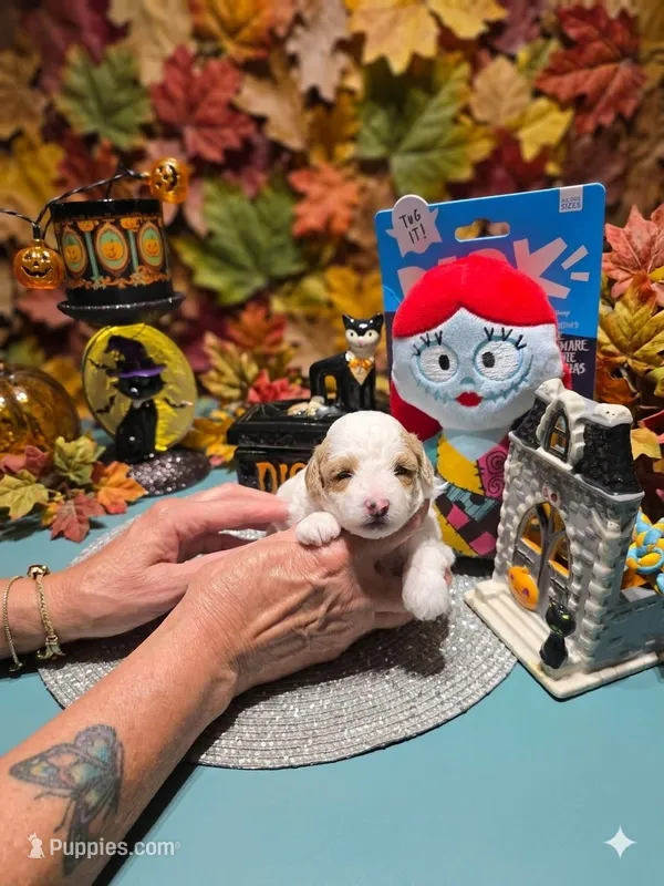 AKC SALLY – Poodle - Toy  puppy for sale in Valparaiso, IN