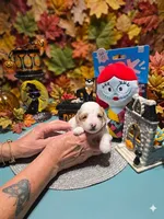 SALLY, a female Poodle - Toy  for sale in Valparaiso, IN – 2 of 5