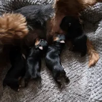 Midnight, a male Yorkshire Terrier for sale in Valparaiso, IN – 4 of 4