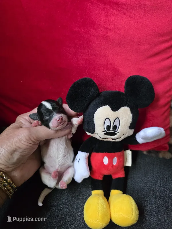 AKC Mickey – Poodle - Toy  puppy for sale in Valparaiso, IN
