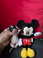 AKC Mickey, a male Poodle - Toy  for sale in Valparaiso, IN – 1 of 6