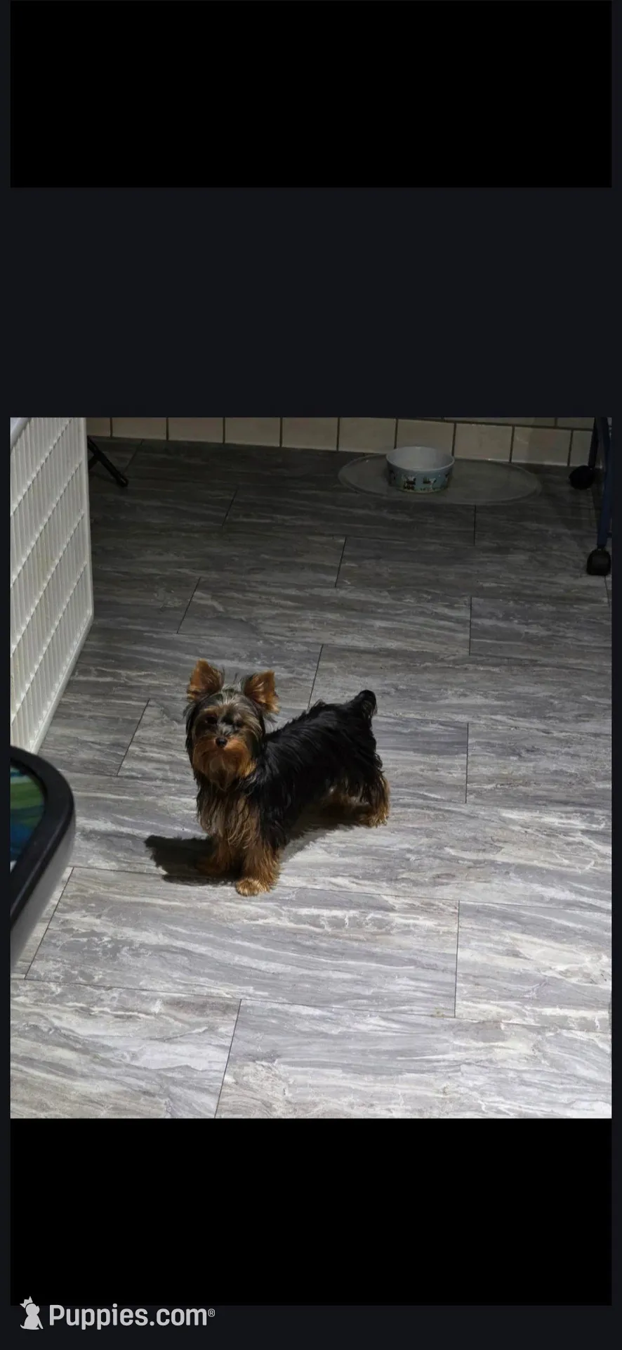 AKC RAVEN, a female Yorkshire Terrier for sale in Valparaiso, IN – Photo 5 of 6