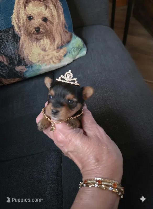 AKC RAVEN – Yorkshire Terrier puppy for sale in Valparaiso, IN