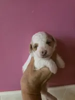 AKC SALLY, a female Poodle - Toy  for sale in Valparaiso, IN – 1 of 4
