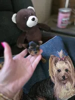 AKC BEAR , a male Yorkshire Terrier for sale in Valparaiso, IN – 3 of 7