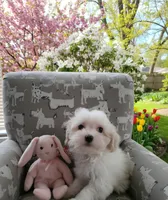Sweetie Pie, a female Maltipoo for sale in Valparaiso, IN – Photo 8 of 8