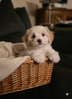 Sweetie Pie, a female Maltipoo for sale in Valparaiso, IN – Photo 5 of 8