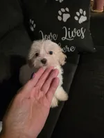 Sweetie Pie, a female Maltipoo for sale in Valparaiso, IN – Photo 4 of 8