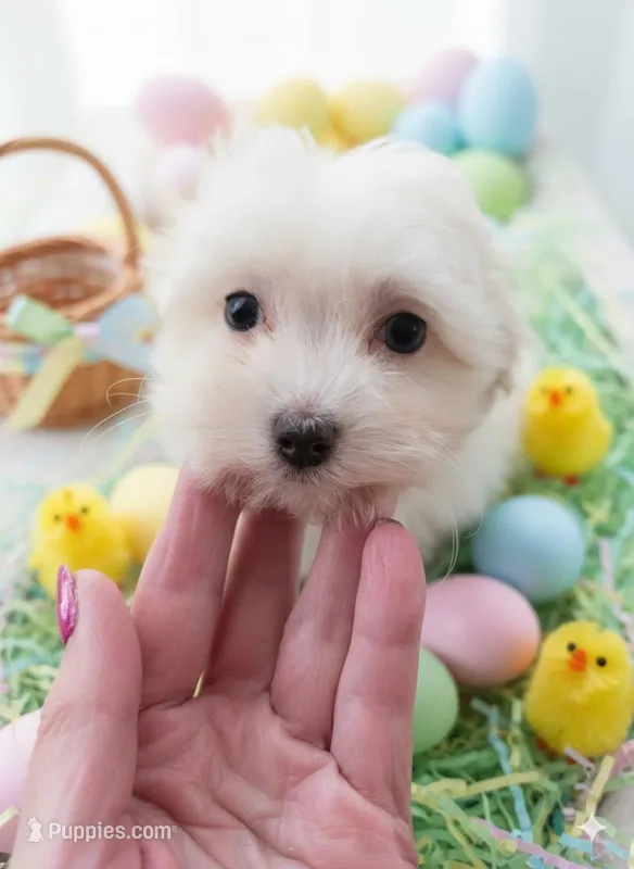 Sweetie Pie – Maltipoo puppy for sale in Valparaiso, IN