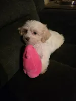 Sweetie Pie, a female Maltipoo for sale in Valparaiso, IN – Photo 2 of 8