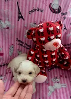 processed/417b11da-fa0d-436a-81fc-27b26b9ac5c0/listing/9c08e11e-09d0-4e51-aff8-8bc425c2fc16/875d2058-28df-4cbf-889e-248b4d4ee2e8