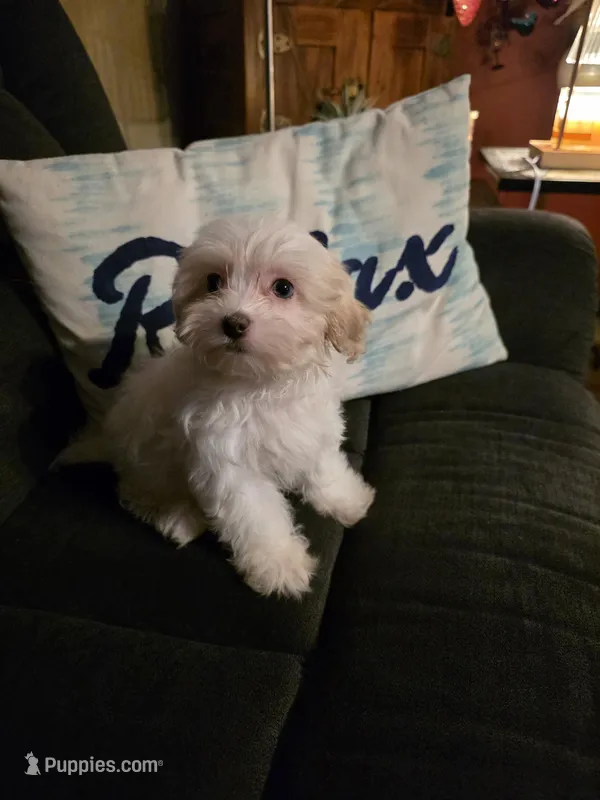 Sweetie Pie – Maltipoo puppy for sale in Valparaiso, IN