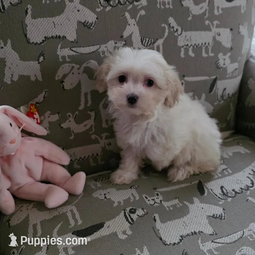 Sweetie Pie – Maltipoo puppy for sale in Valparaiso, IN