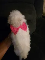 Sweetie Pie, a female Maltipoo for sale in Valparaiso, IN – Photo 3 of 8