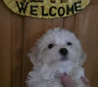 Sweetie Pie, a female Maltipoo for sale in Valparaiso, IN – Photo 7 of 8