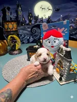 SALLY, a female Poodle - Toy  for sale in Valparaiso, IN – 3 of 5