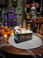 SALLY, a female Poodle - Toy  for sale in Valparaiso, IN – 1 of 5