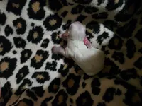Buttons, a male Maltese for sale in Valparaiso, IN – 5 of 7