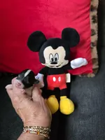 AKC Mickey, a male Poodle - Toy  for sale in Valparaiso, IN – 2 of 6
