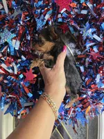 AKC RAVEN (Tiny), a female Yorkshire Terrier for sale in Valparaiso, IN – 2 of 10