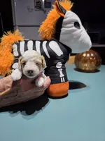 Zero (Tiny), a male Poodle - Toy  for sale in Valparaiso, IN – 3 of 3
