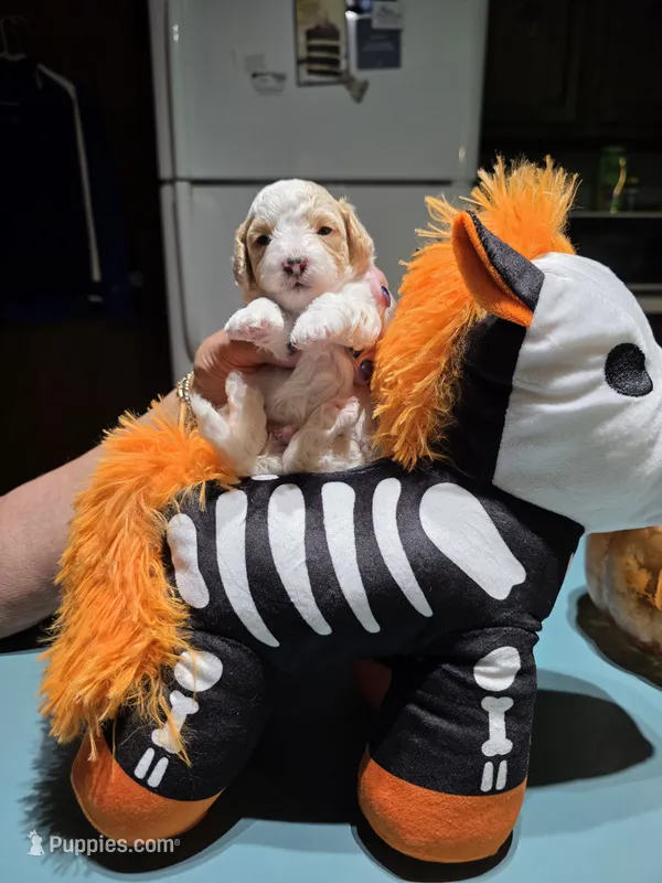 Zero (Tiny) – Poodle - Toy  puppy for sale in Valparaiso, IN