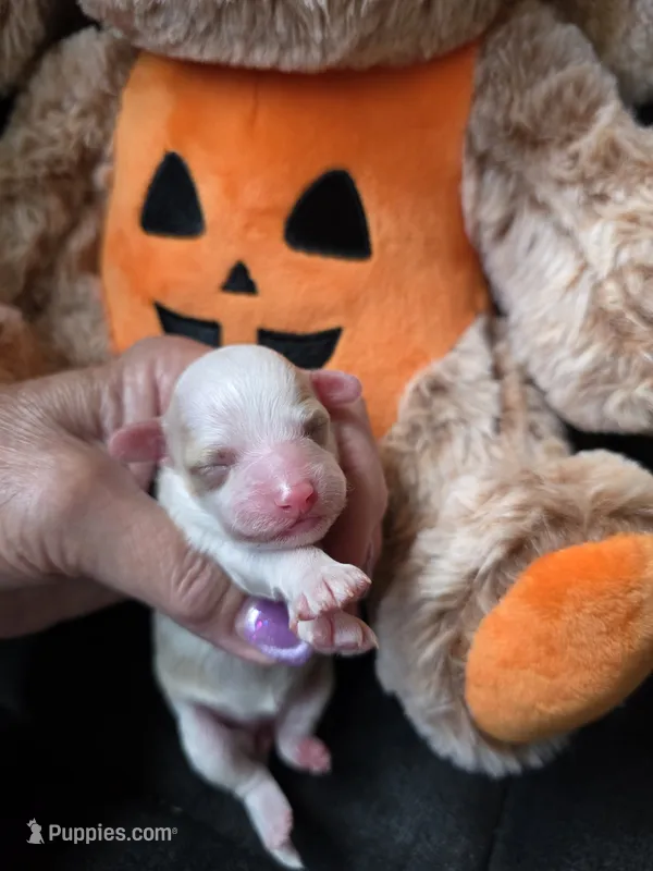 AKC Peaches  – Poodle - Toy  puppy for sale in Valparaiso, IN