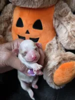 AKC Peaches , a female Poodle - Toy  for sale in Valparaiso, IN – 1 of 6