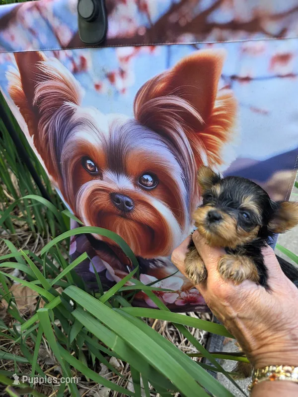 AKC BEAR  – Yorkshire Terrier puppy for sale in Valparaiso, IN
