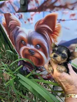 AKC BEAR (Teacup), a male Yorkshire Terrier for sale in Valparaiso, IN – 1 of 9