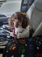 AKC Mickey, a male Poodle - Toy  for sale in Valparaiso, IN – 5 of 6