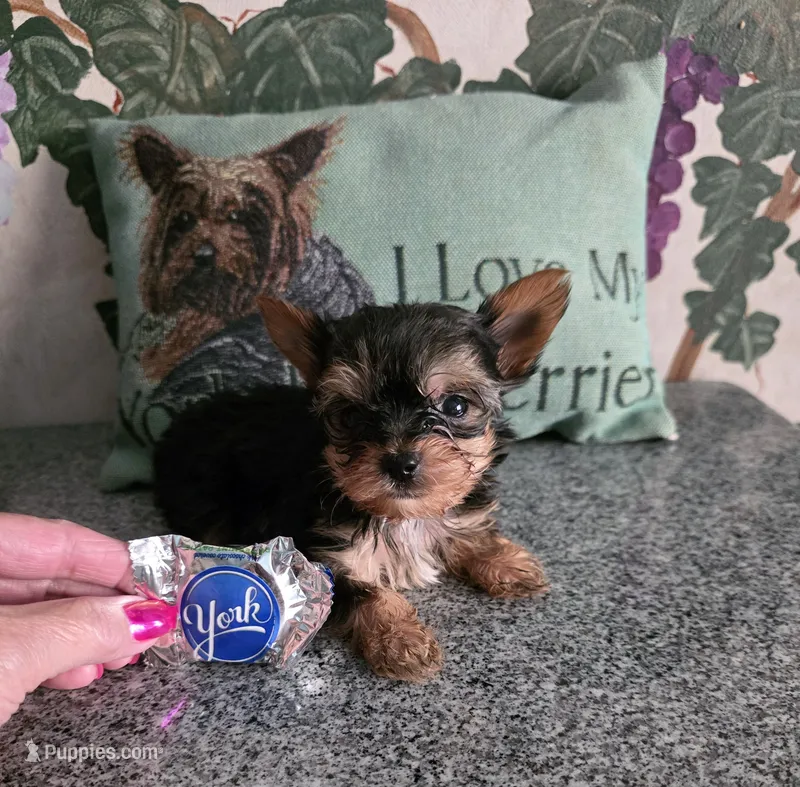 AKC NUGGET (Teacup) – Yorkshire Terrier puppy for sale in Valparaiso, IN