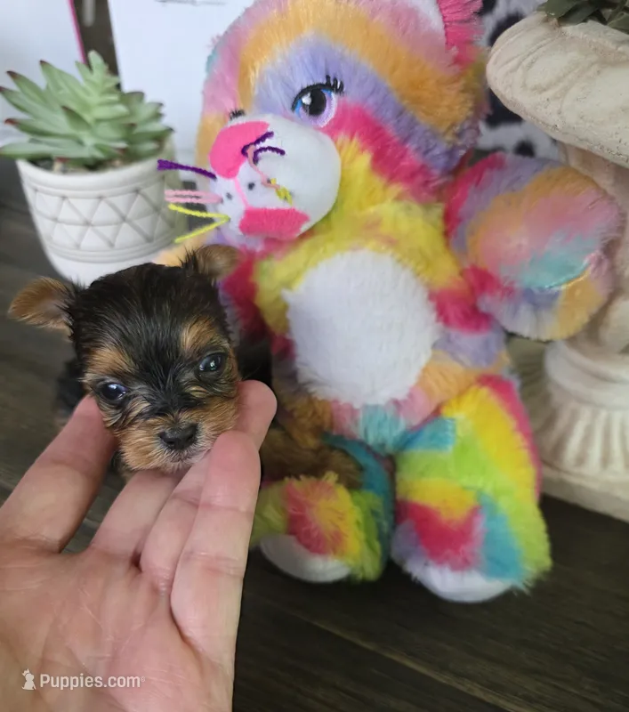 AKC RAVEN – Yorkshire Terrier puppy for sale in Valparaiso, IN