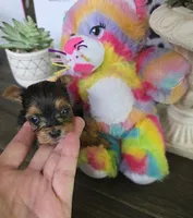 AKC RAVEN (Tiny), a female Yorkshire Terrier for sale in Valparaiso, IN – 3 of 10