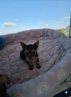 AKC NUGGET (Teacup), a male Yorkshire Terrier for sale in Valparaiso, IN – 3 of 7