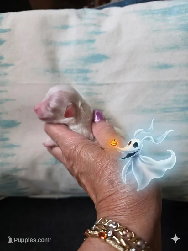AKC ZERO (Tiny)  – Poodle - Toy  puppy for sale in Valparaiso, IN