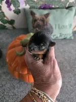 Midnight, a male Yorkshire Terrier for sale in Valparaiso, IN – 3 of 4