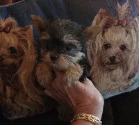 AKC Puppy (Teacup), a male Yorkshire Terrier for sale in Valparaiso, IN – 2 of 3