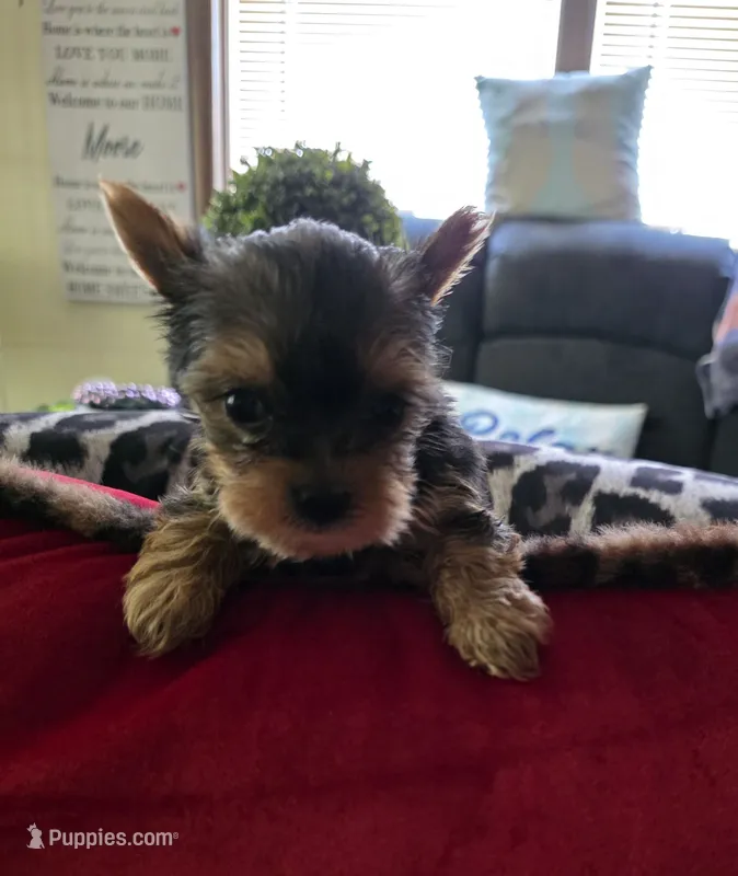 AKC Midnight (Teacup) – Yorkshire Terrier puppy for sale in Valparaiso, IN