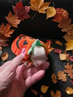 Buttons, a male Maltese for sale in Valparaiso, IN – 1 of 7